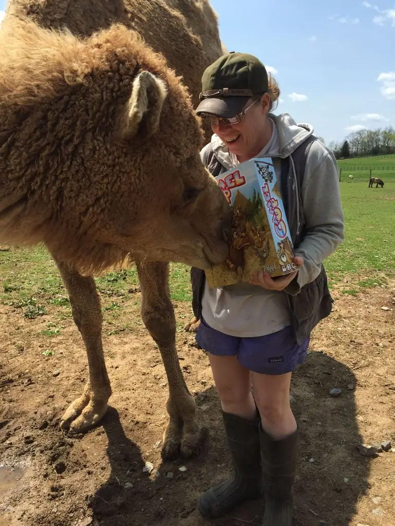 Alladin the camel at Full Moon Ranch in Berryville VA approves of our new game Camel Up!
