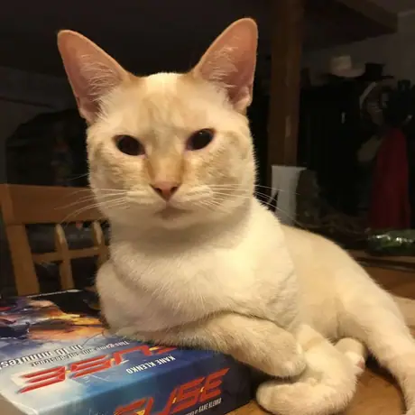 Feline Bomb Technician
