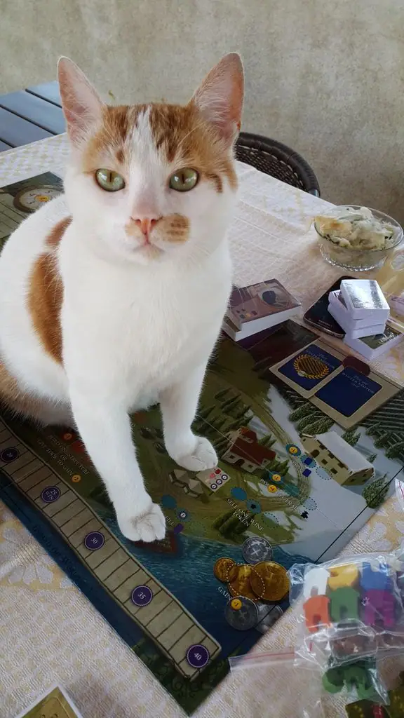 Can i play? Oh pretty please.