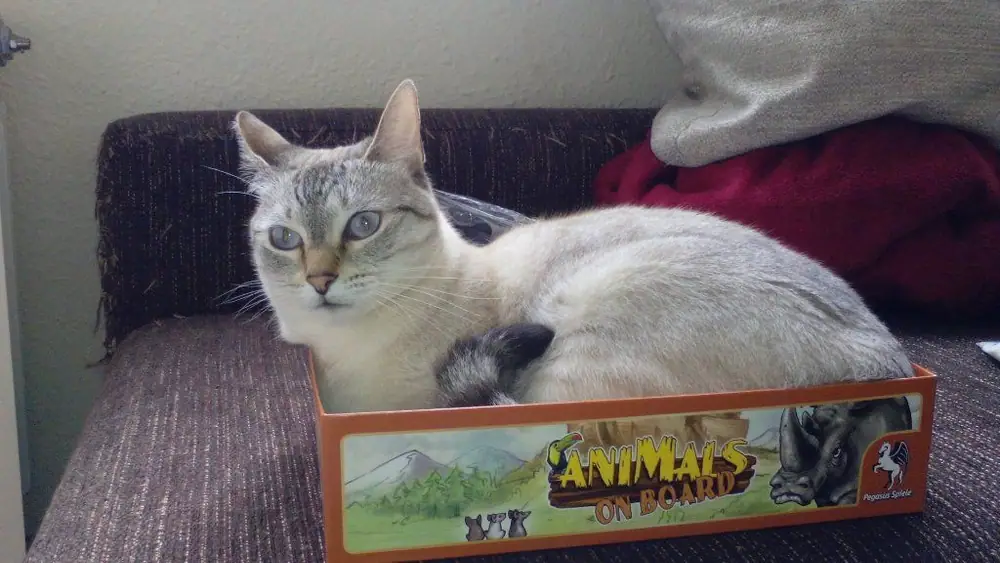 Cat on Board (Coco)