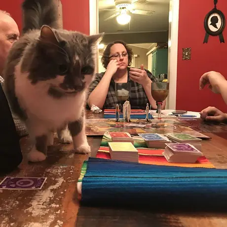 Most games people would notice if a cat jumped on the table.  In Quelf, not sure if she's there because of a card or not!