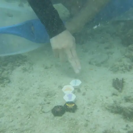 under the sea(Skin diving)