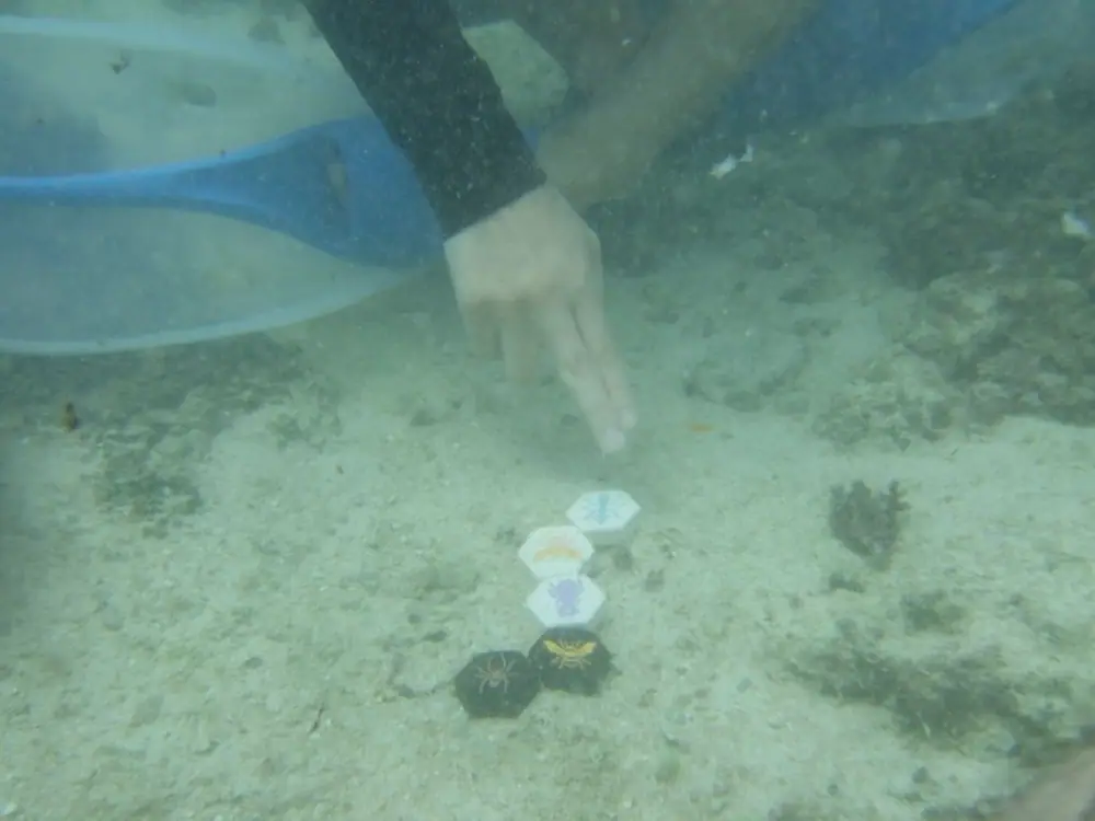 under the sea(Skin diving)