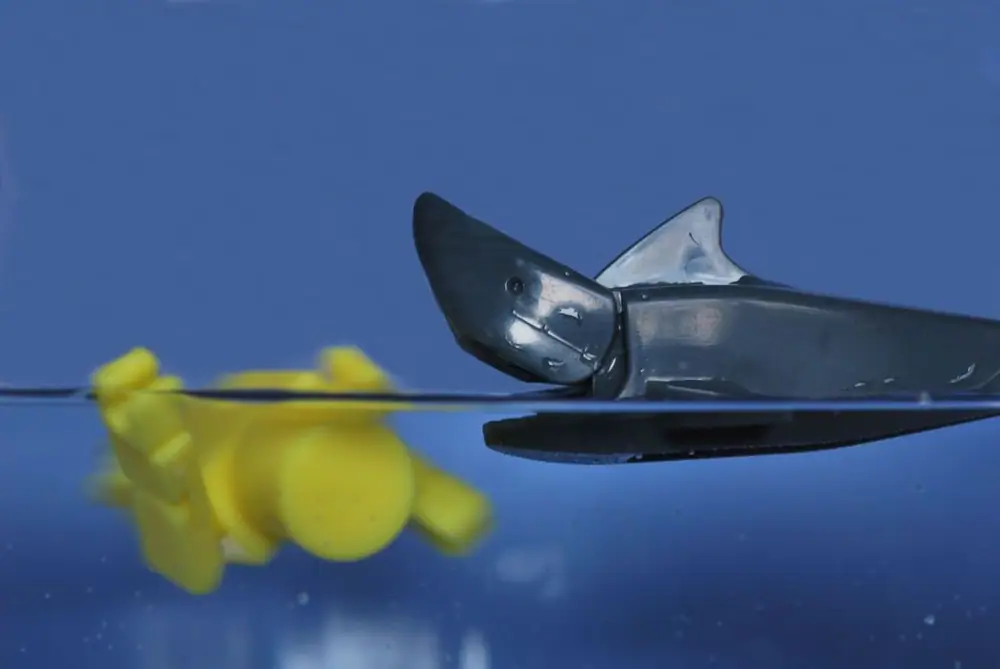 The shark closes on his victim. Yellow be about to get bit!